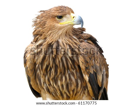 young brown eagle sitting on a support isolated over white background