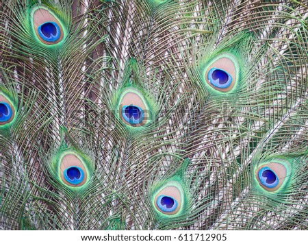 Textural Image of Peacock Feathers