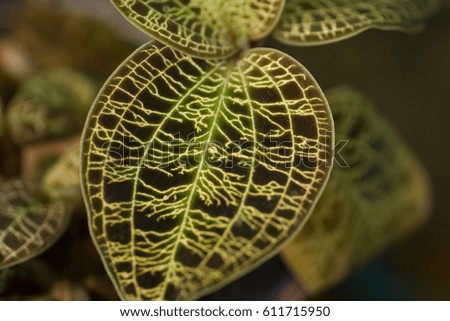 Iridescent leaves with shiny silver gold veins Royalty-Free Stock Photo #611715950