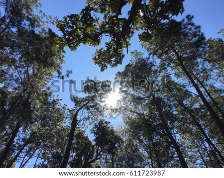 Sun in the pine forest