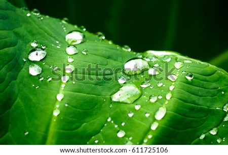 nature green plant leaf with raindrops 