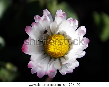 an insect nurturing on a special colored sun flower