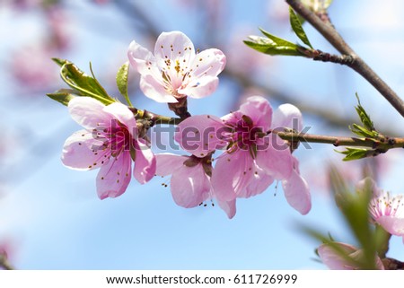 Flowers on the tree. Blossom tree cherry. Spring. Kiev, Ukraine. 04.24.2015