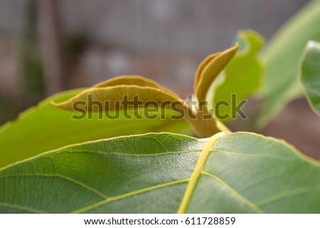 small plant. teak wood plant