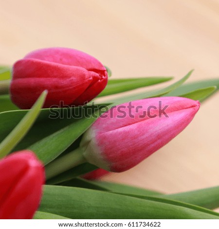 Beautiful pink tulips over wooden background