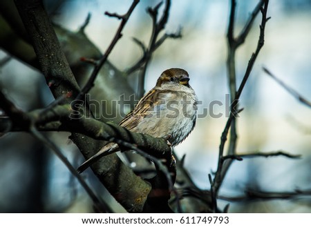 Sparrow sitting on a branch in the spring in the park of Saint-Petersburg