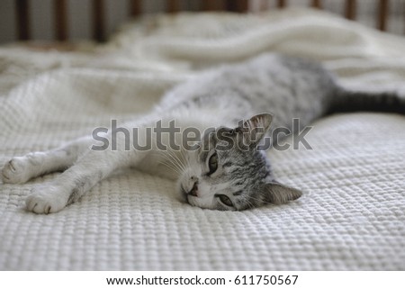 The cat lies on the bed and luxuriates. A home cat is satisfied with his life.