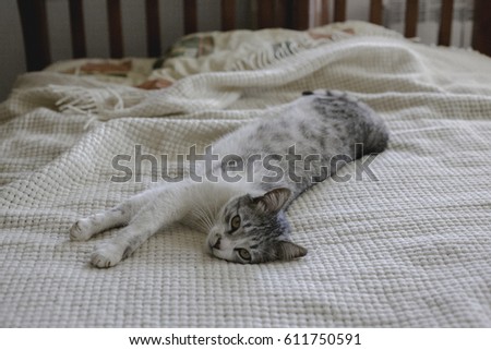 The cat lies on the bed and luxuriates. A home cat is satisfied with his life.