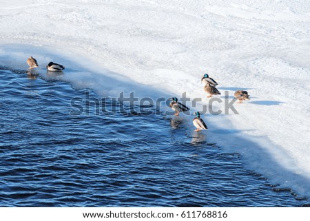 ducks on partially frozen ice in Petersburg