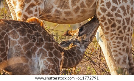 Suckling giraffe