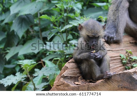 Baboon youth sitting on log eating piece of food in Kibale National Park, Uganda.