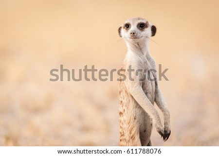 Animal on the lookout in the desert in Botswana