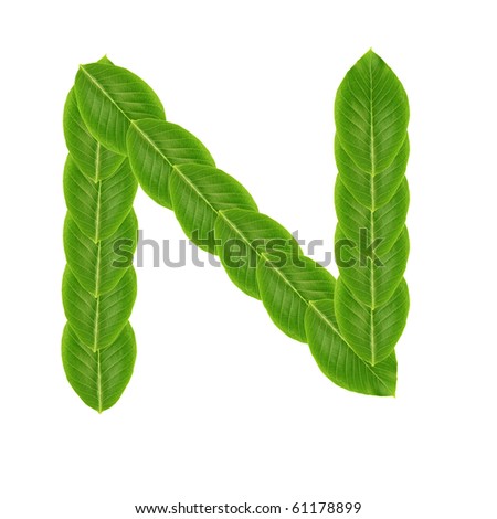 Letter N made from leaves