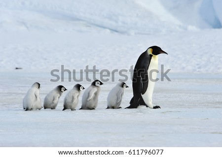 Emperor Penguins with chick Royalty-Free Stock Photo #611796077