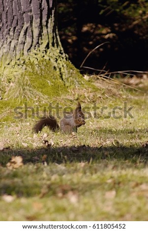 Squirrel - chickaree