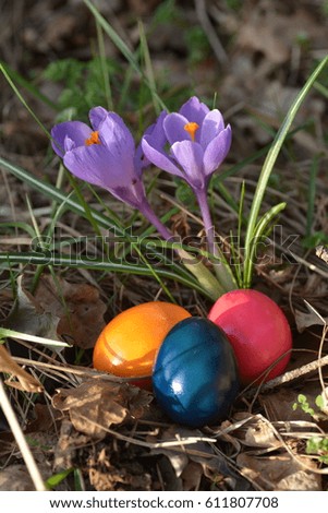 easter eggs in front of crocus in the forest