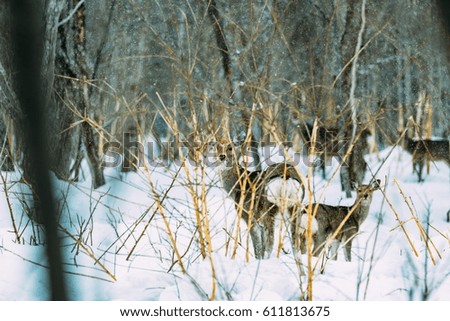A female of Ezo deer making a herd in winter in Hokkaido, Japan.