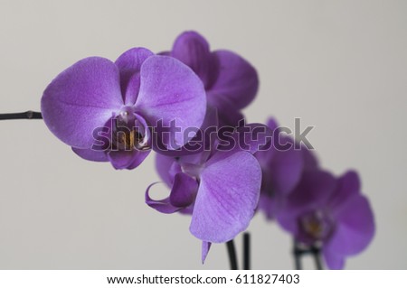 Orchid flower on a light background