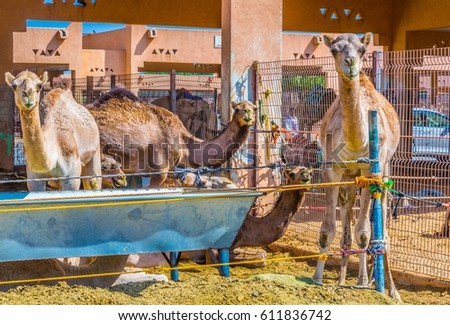 Camels held in captivity in a cage in the camel market of Al Ain. Camels are mainly used for transportation and for camel racing.