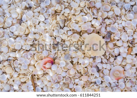 Natural background of small white seashells, Shell Beach, Western Australia
