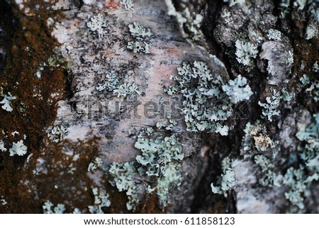 a closeup picture of wooden bark covered in moss