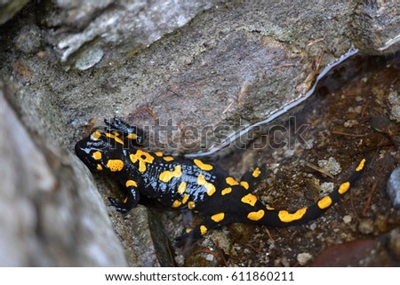 Salamandra salamandra - Fire salamander