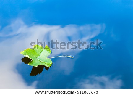 Green leaf floating on water with cloudy sky reflection. 