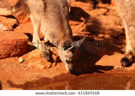 A baby kangaroo or joey, drinking at a rock pool in the desert of outback central Australia.