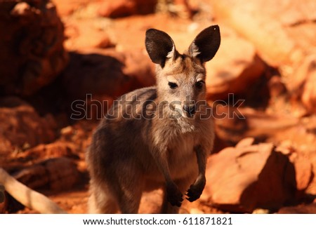 A baby kangaroo or joey among the red rocks of outback central Australia.