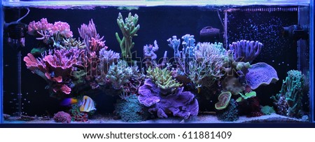 Dream Coral Reef Aquarium Tank  Royalty-Free Stock Photo #611881409