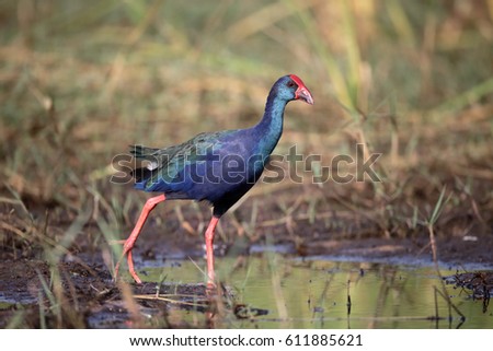 African swamphen, Porphyrio madagascariensis, single bird by water, Gambia, February 2016