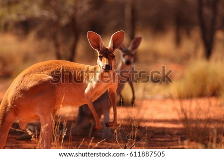 A female Red Kangaroo with her joey on the red sand of outback central Australia.