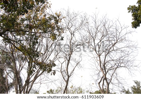 branch of tree and white sky and sunlight,brown color of branch,isolated on white