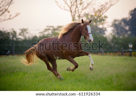 beautiful horse galloping on field on a sunshine day Royalty-Free Stock Photo #611926334