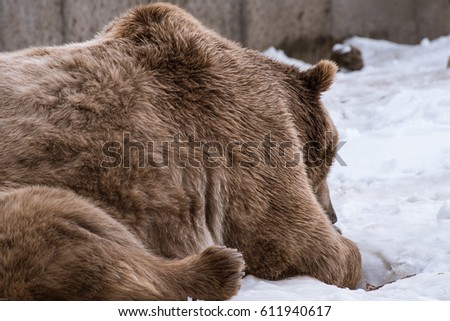 Grizzly Bear in the winter with snow life style(eat play chill)