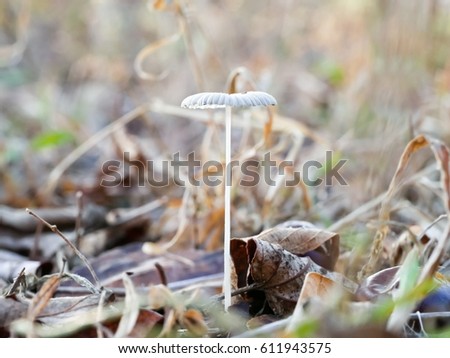 Beautiful close up forest mushrooms on the grass inside the natural forest. forest mushroom