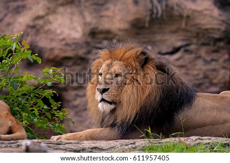 Lion laying