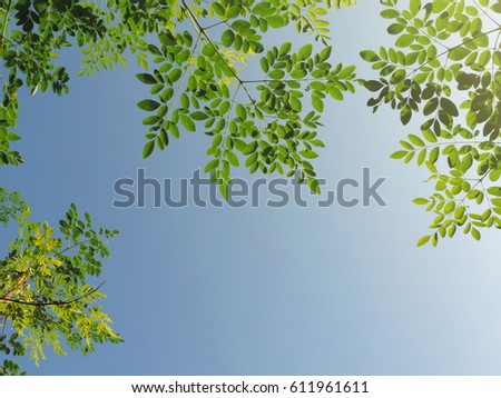  Branches of leaves with bright sky background.        