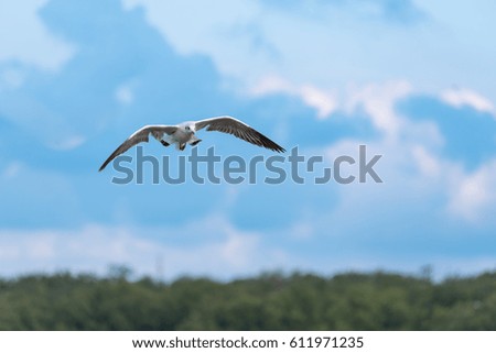 seagulls fly their wings and stare at food in the bright blue sky
