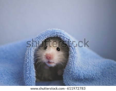 A hamster in a blue towel. Blue background. Royalty-Free Stock Photo #611972783