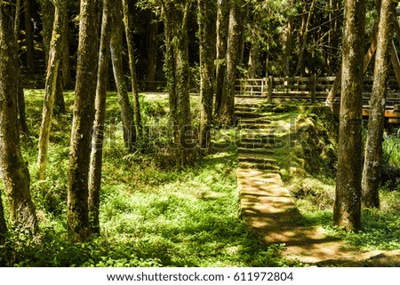 Stone stair in green forest
