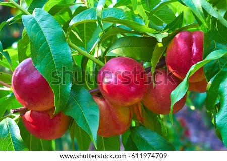 sweet nectarines on tree Royalty-Free Stock Photo #611974709