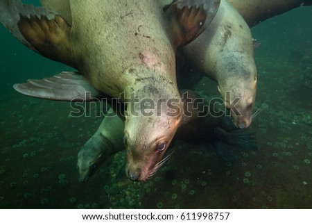 A close up picture of a group of Sea Lions swimming underwater. Picture taken in Pacific Ocean near Hornby Island, British Columbia, Canada.