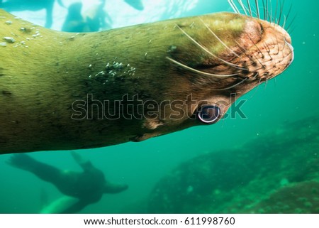 A close up portrait picture of a cute Sea Lion upside down underwater. Picture taken in Pacific Ocean near Hornby Island, British Columbia, Canada.