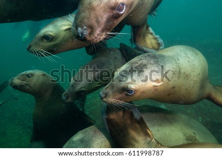 A close up picture of a group of Sea Lions swimming underwater. Picture taken in Pacific Ocean near Hornby Island, British Columbia, Canada.