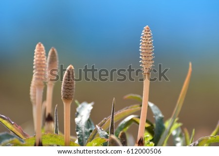 Pretty Field horsetail in japanese spring