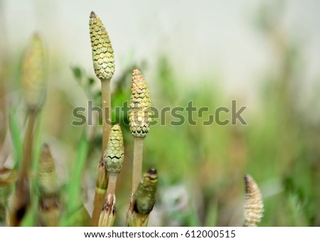 Pretty Field horsetail in japanese spring