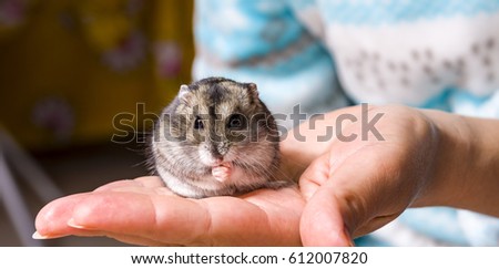 Gray Hamster 