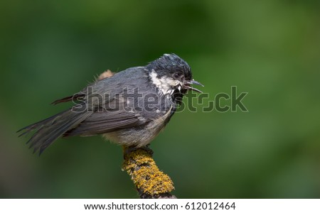 Crying Coal Tit perched on a lichen covered stick 