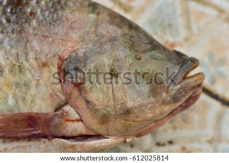 Blind fish from farm in Thailand